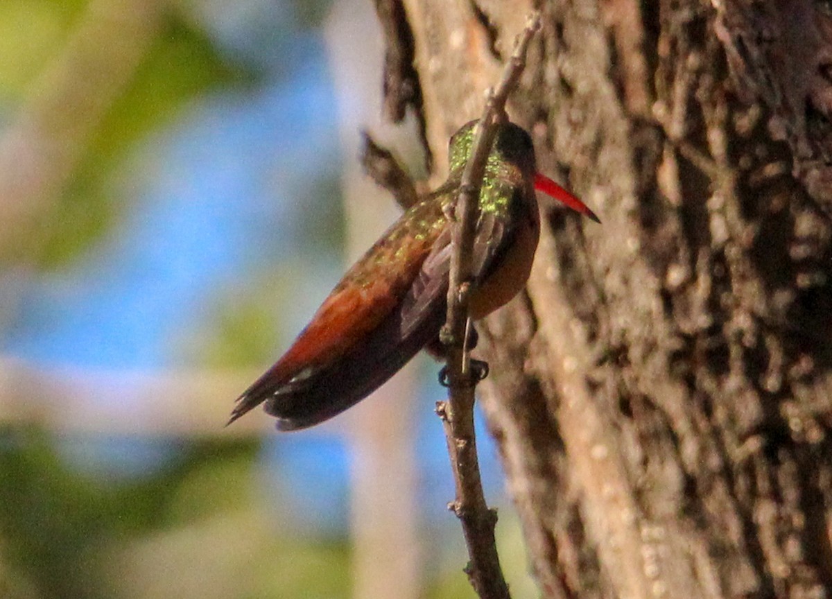 Cinnamon Hummingbird - Jeffrey McCrary