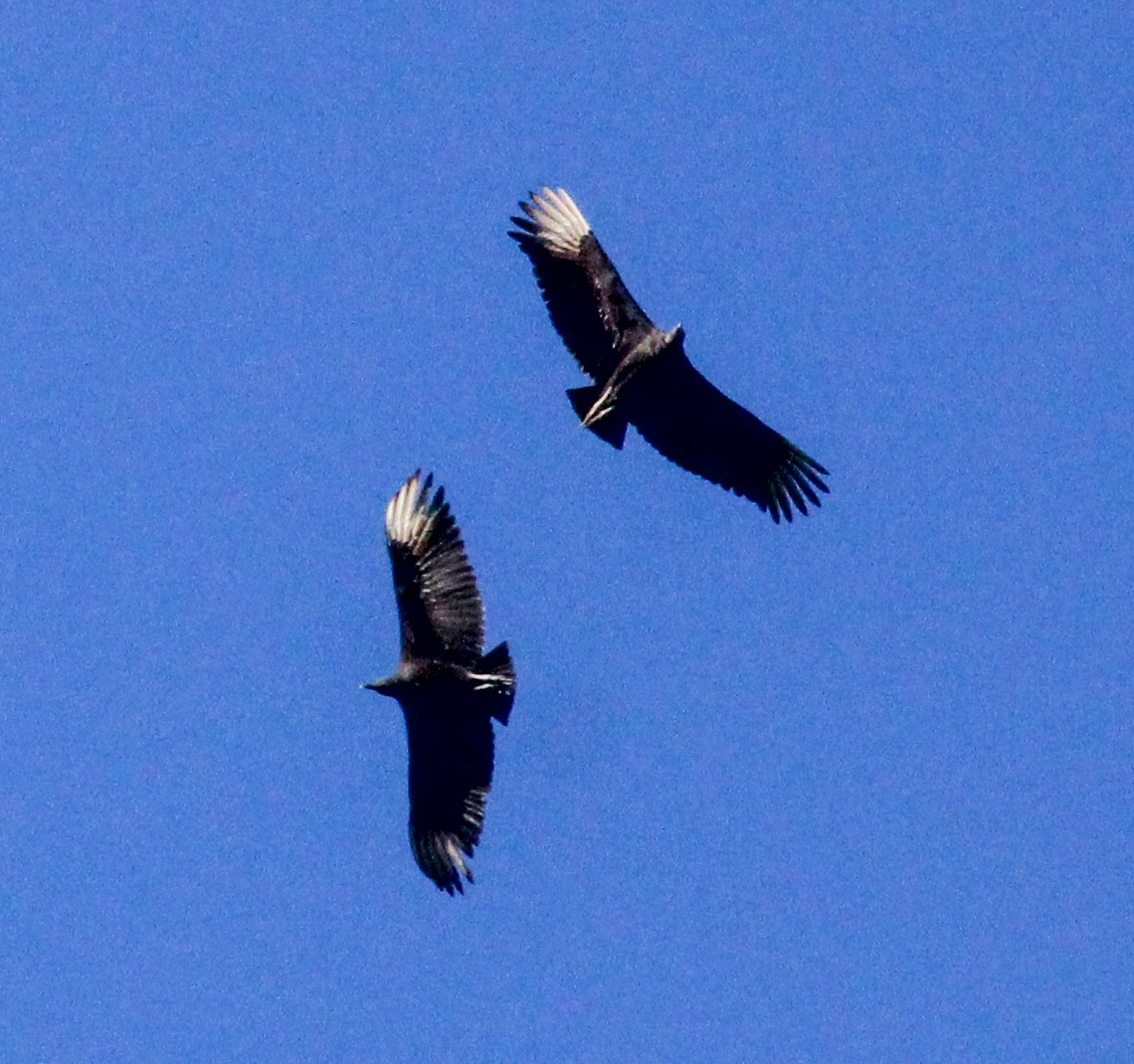 Black Vulture - ML612648563