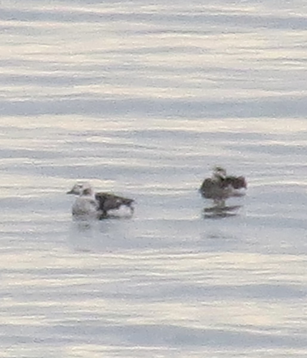 Long-tailed Duck - ML612648574