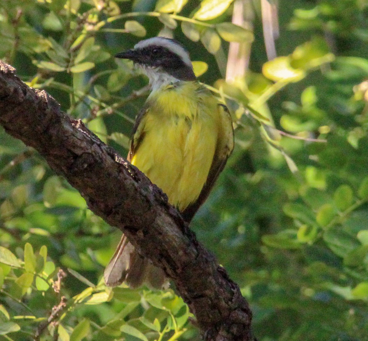 Social Flycatcher - Jeffrey McCrary