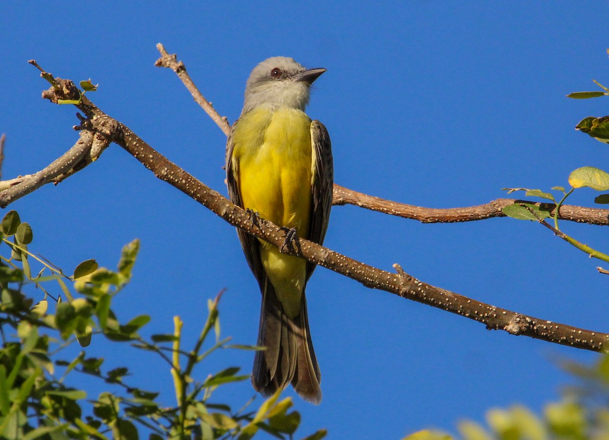 Tropical Kingbird - ML612648580