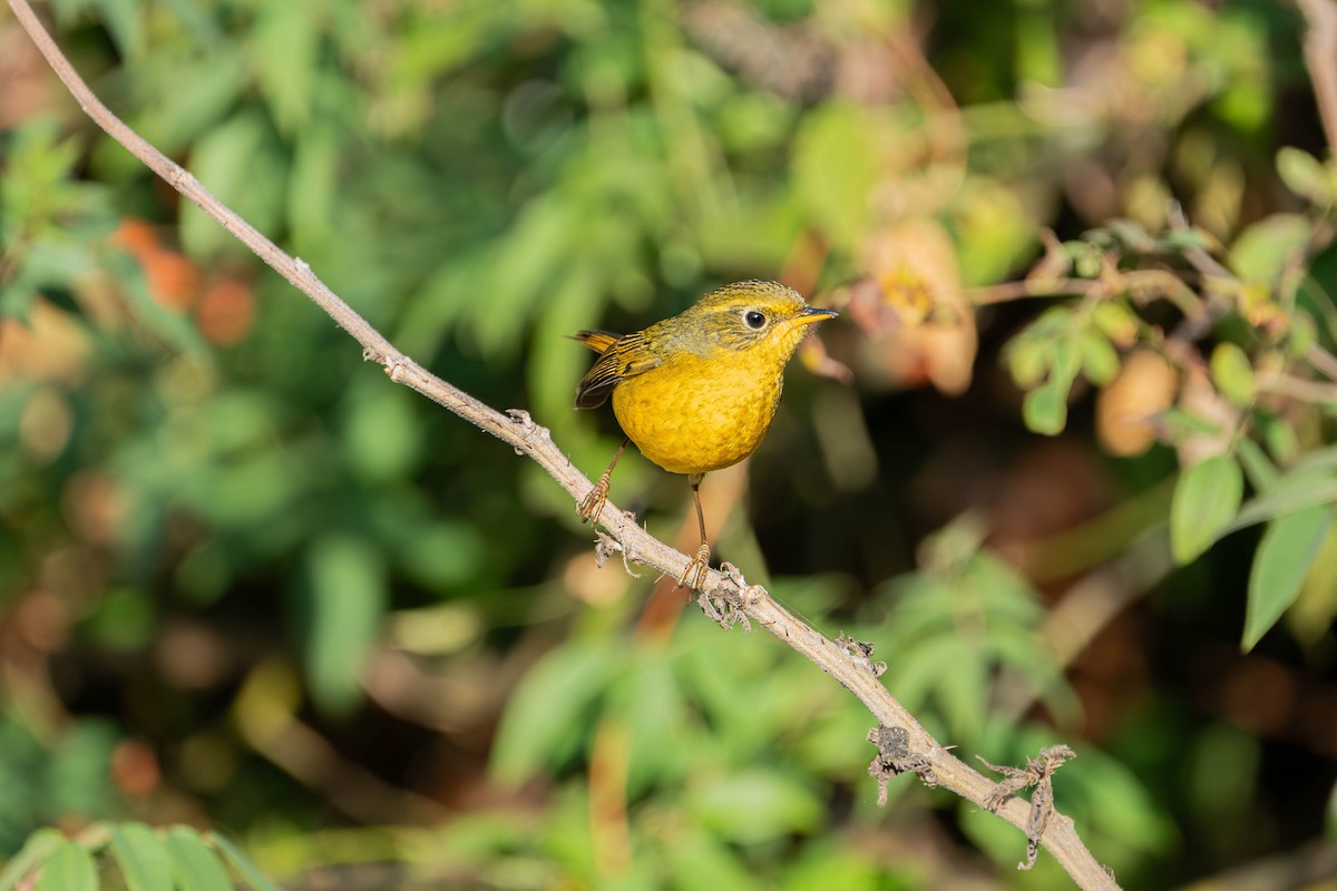 Golden Bush-Robin - ML612648585