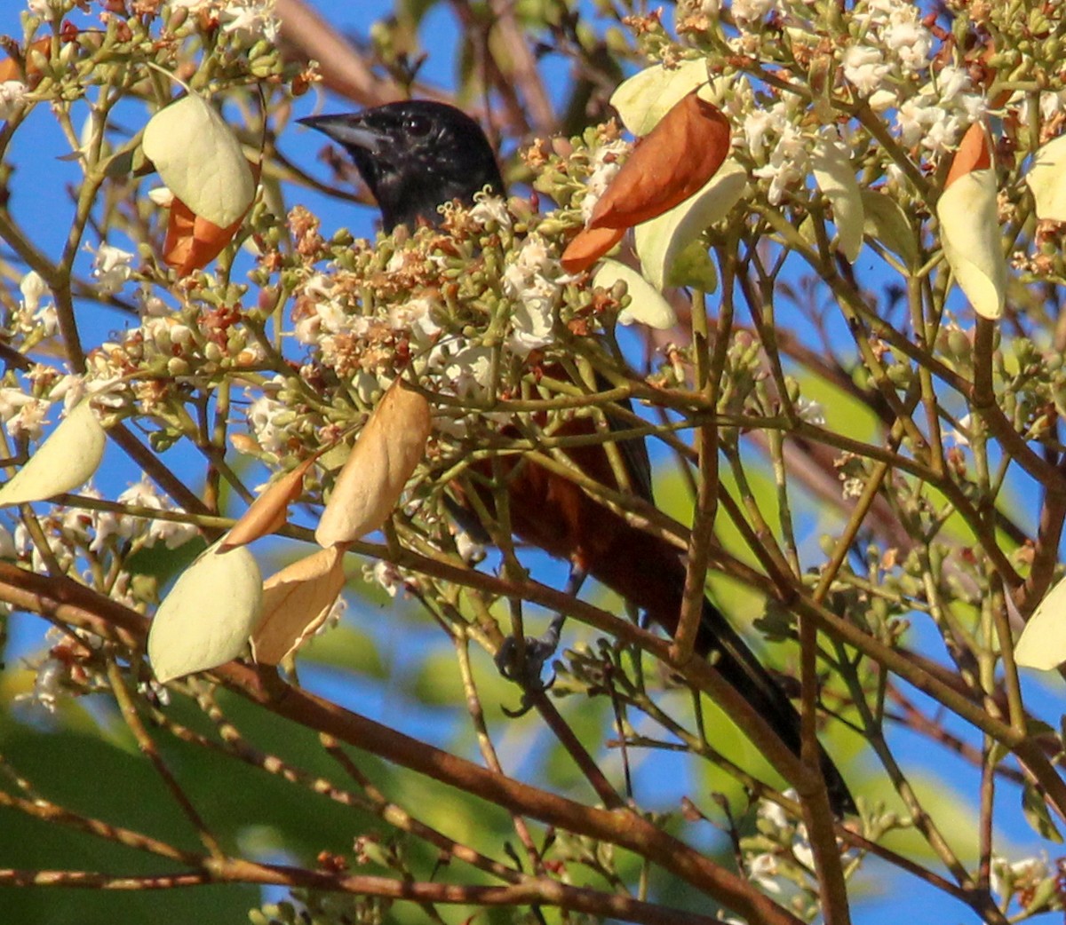 Orchard Oriole - ML612648596