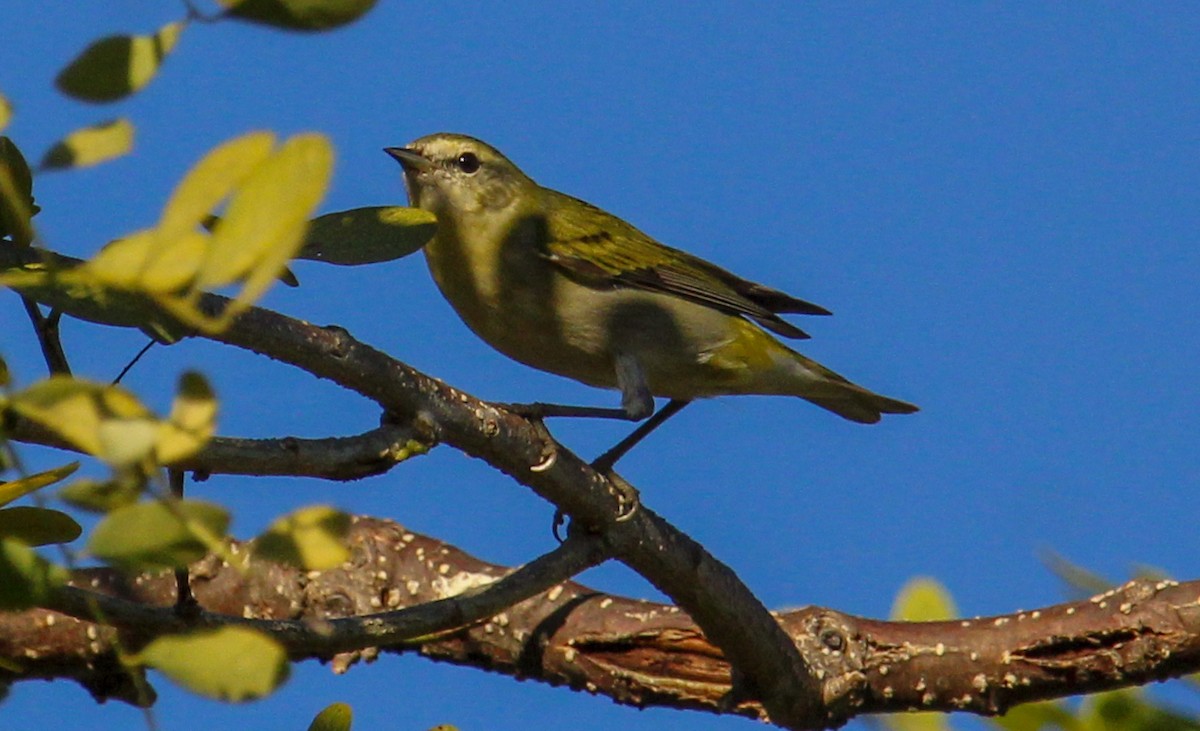 Tennessee Warbler - ML612648616