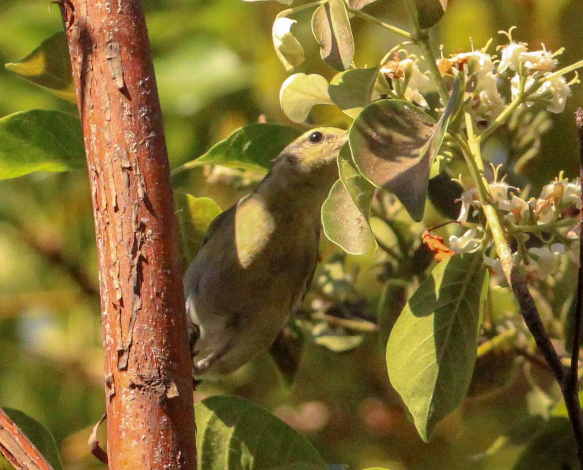 Tennessee Warbler - Jeffrey McCrary