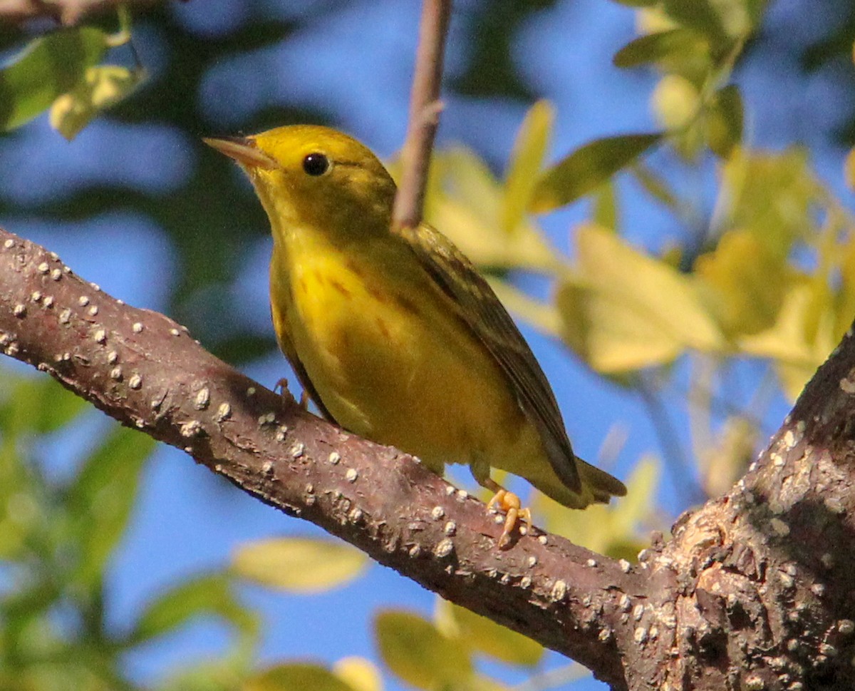 Yellow Warbler - Jeffrey McCrary