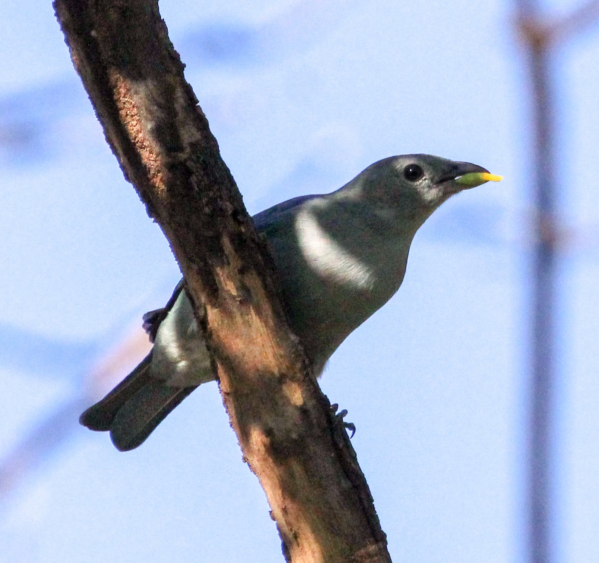 Blue-gray Tanager - Jeffrey McCrary