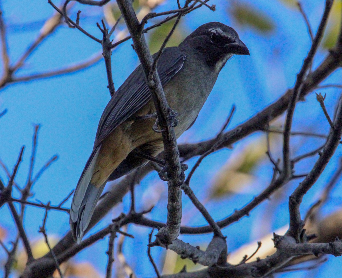 Cinnamon-bellied Saltator - Jeffrey McCrary