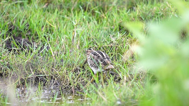 Pantanal Snipe - ML612648639