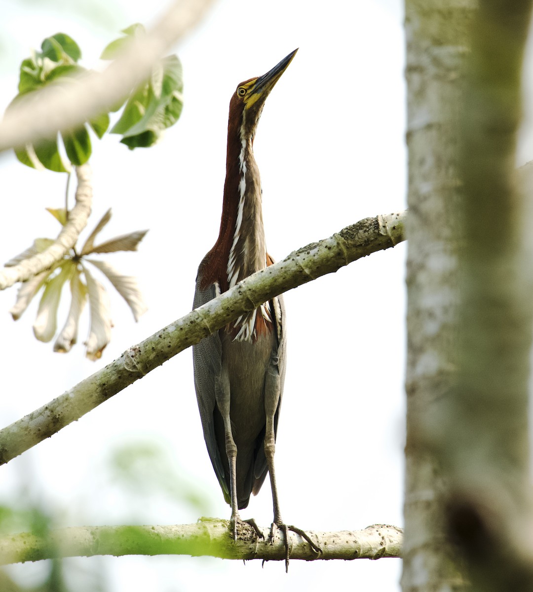 Rufescent Tiger-Heron - ML612648655