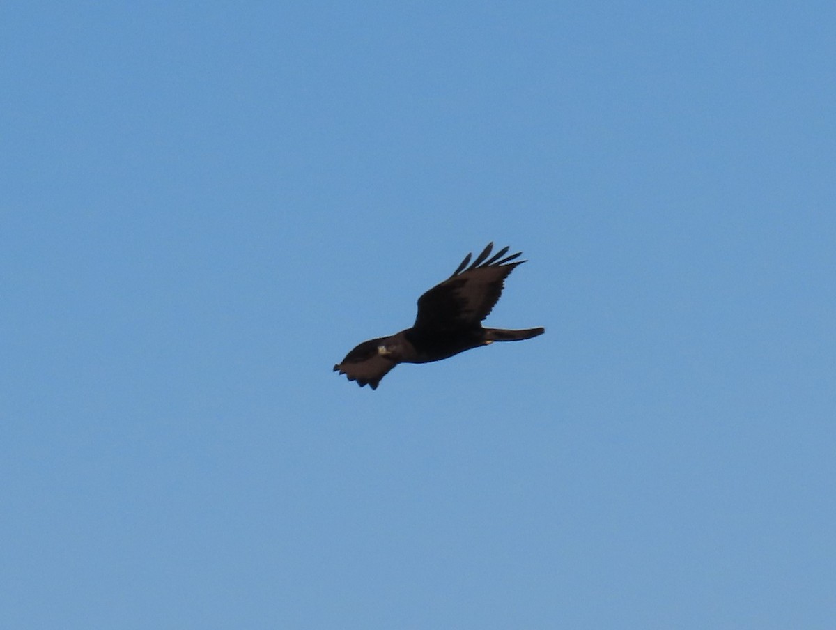 Rough-legged Hawk - ML612648674