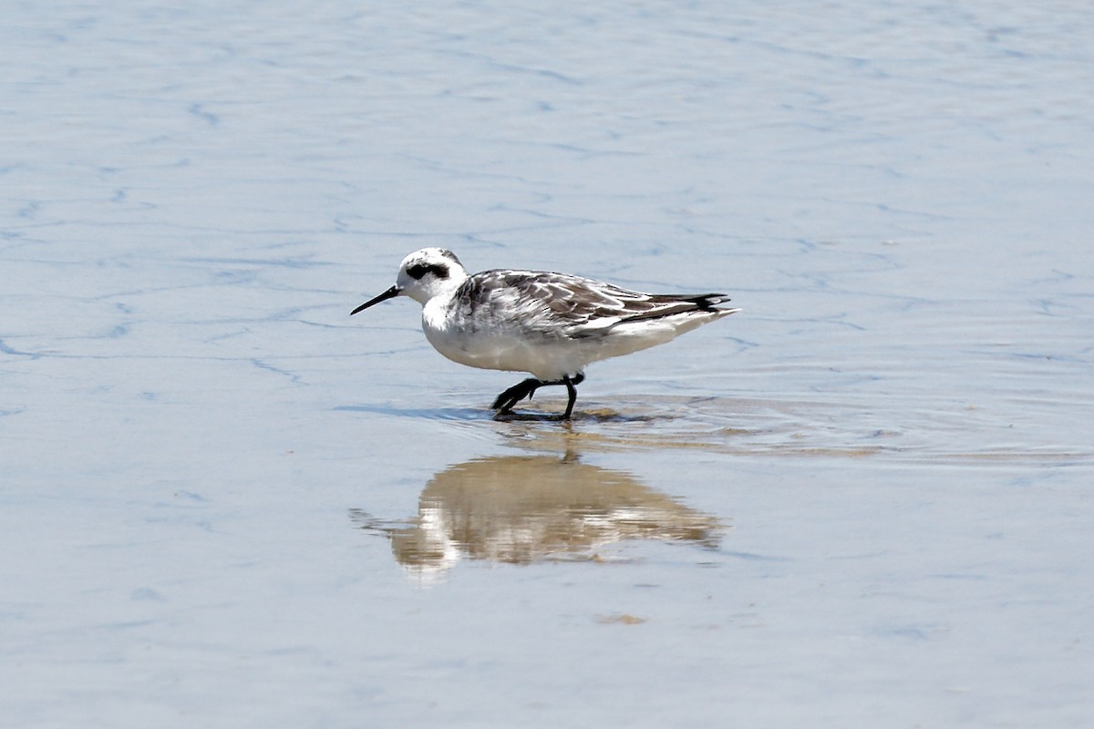 Red-necked Phalarope - ML612648688