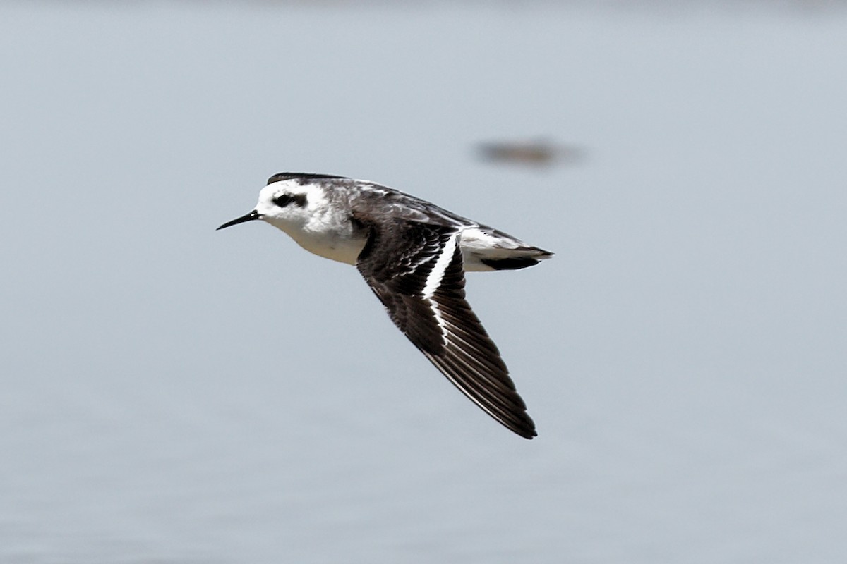 Red-necked Phalarope - ML612648689