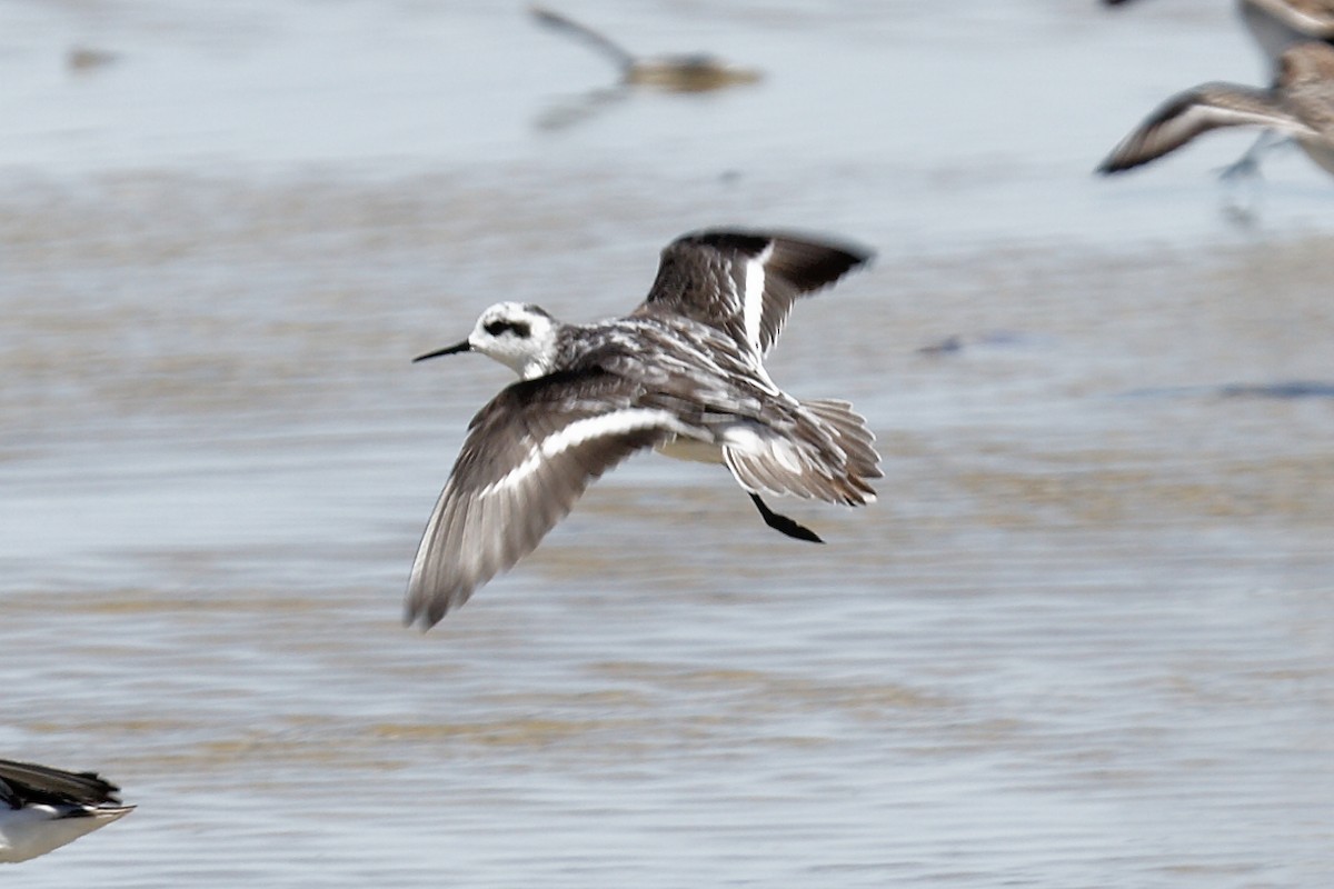 Red-necked Phalarope - ML612648690