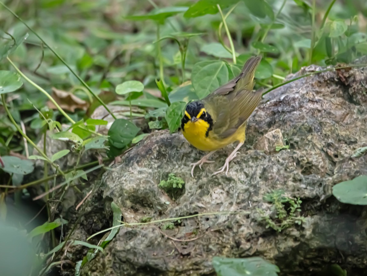 Kentucky Warbler - Ernesto Reyes