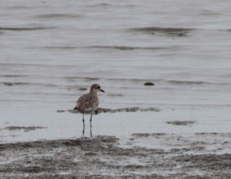 Black-bellied Plover - Giuliano Müller Brusco