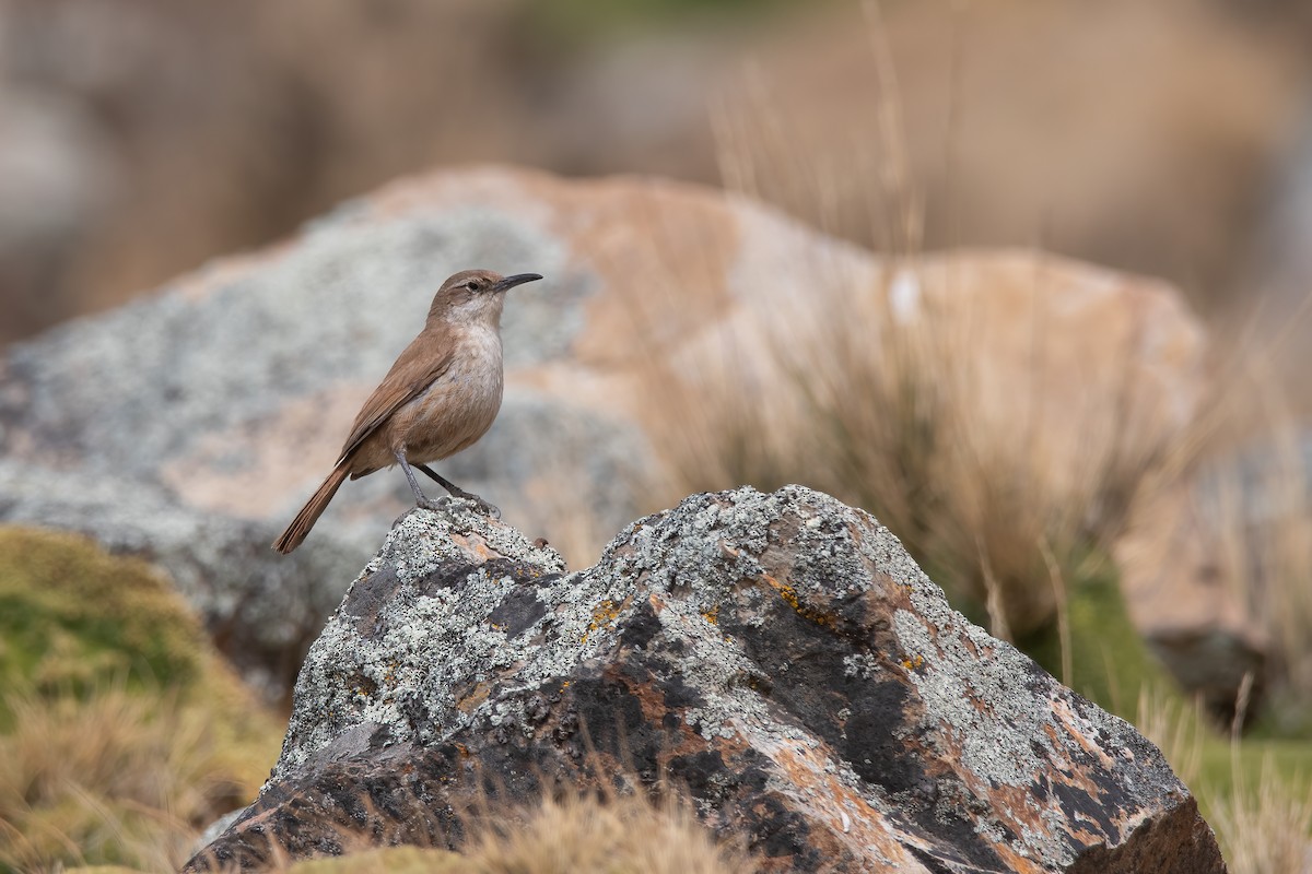 Straight-billed Earthcreeper - ML612648840