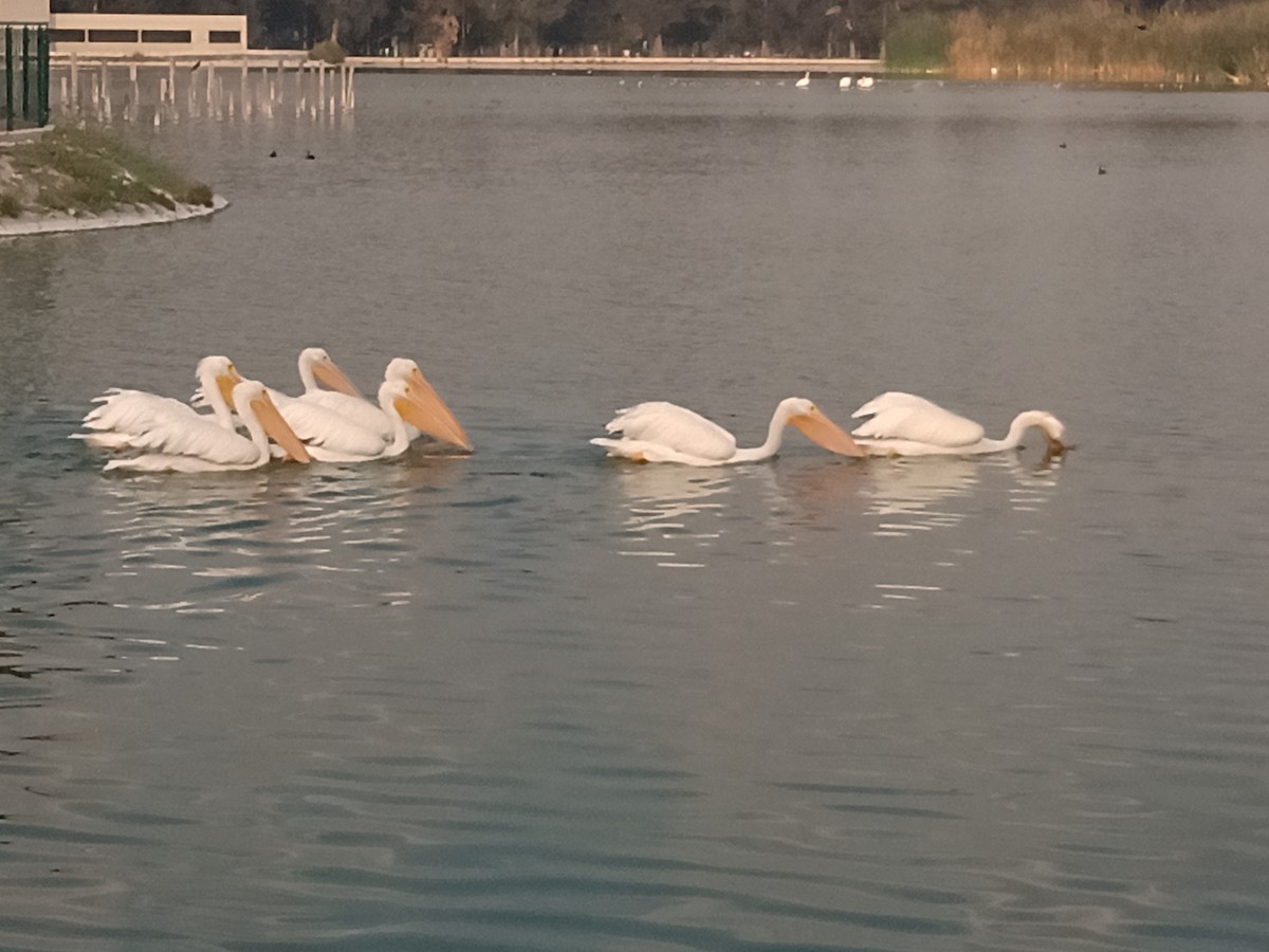 American White Pelican - ML612648878