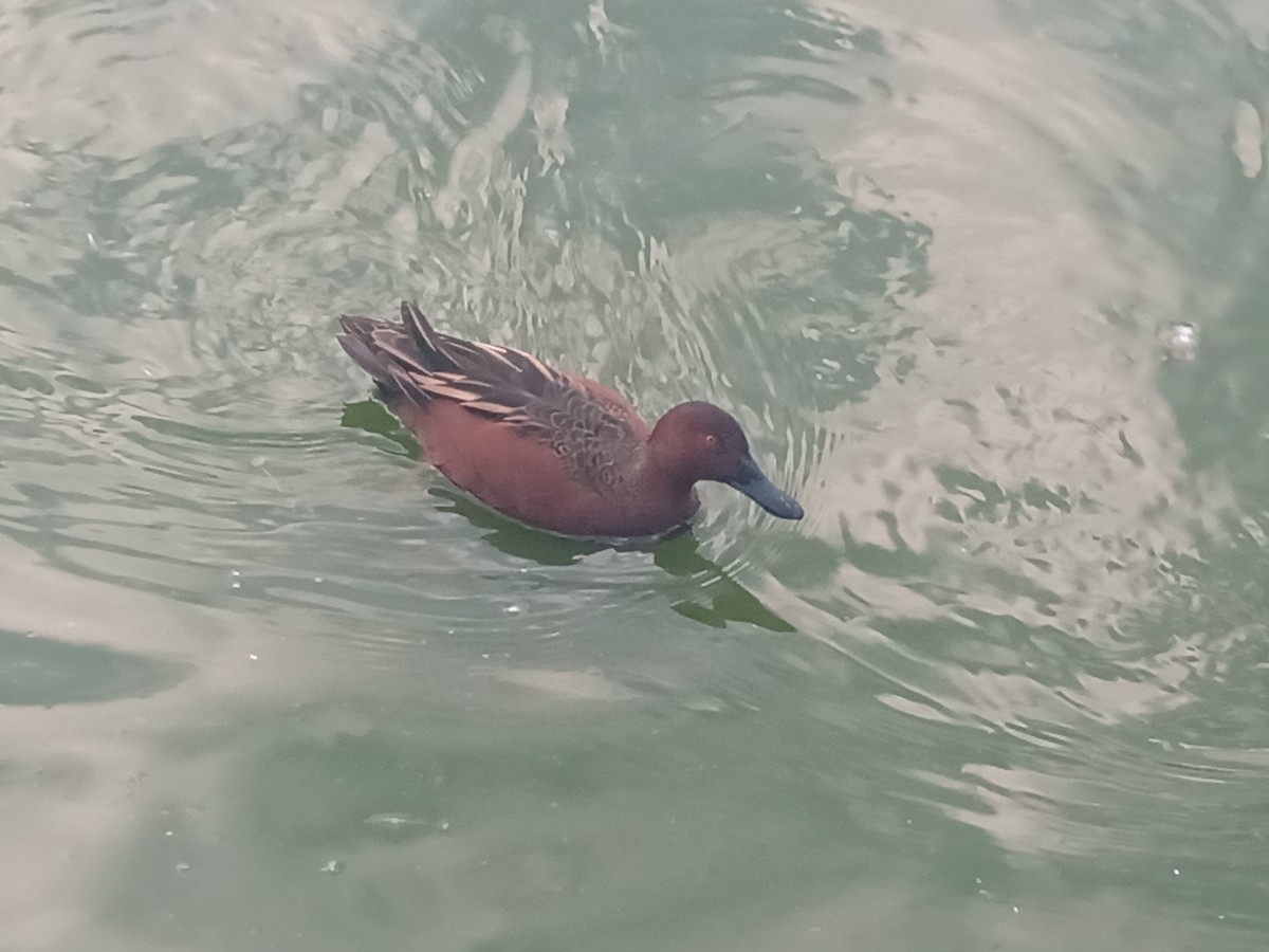 Cinnamon Teal - Octavio Vargas Gallegos