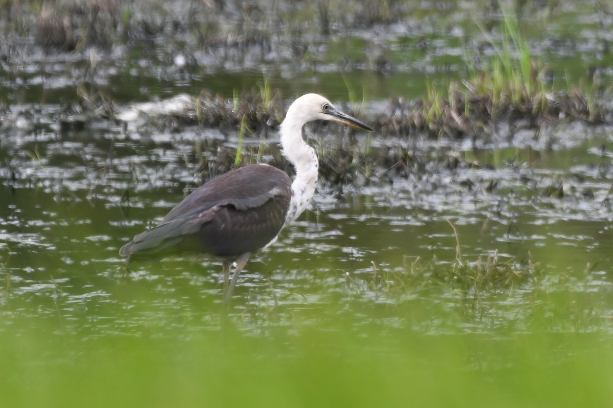 Pacific Heron - ML612648935