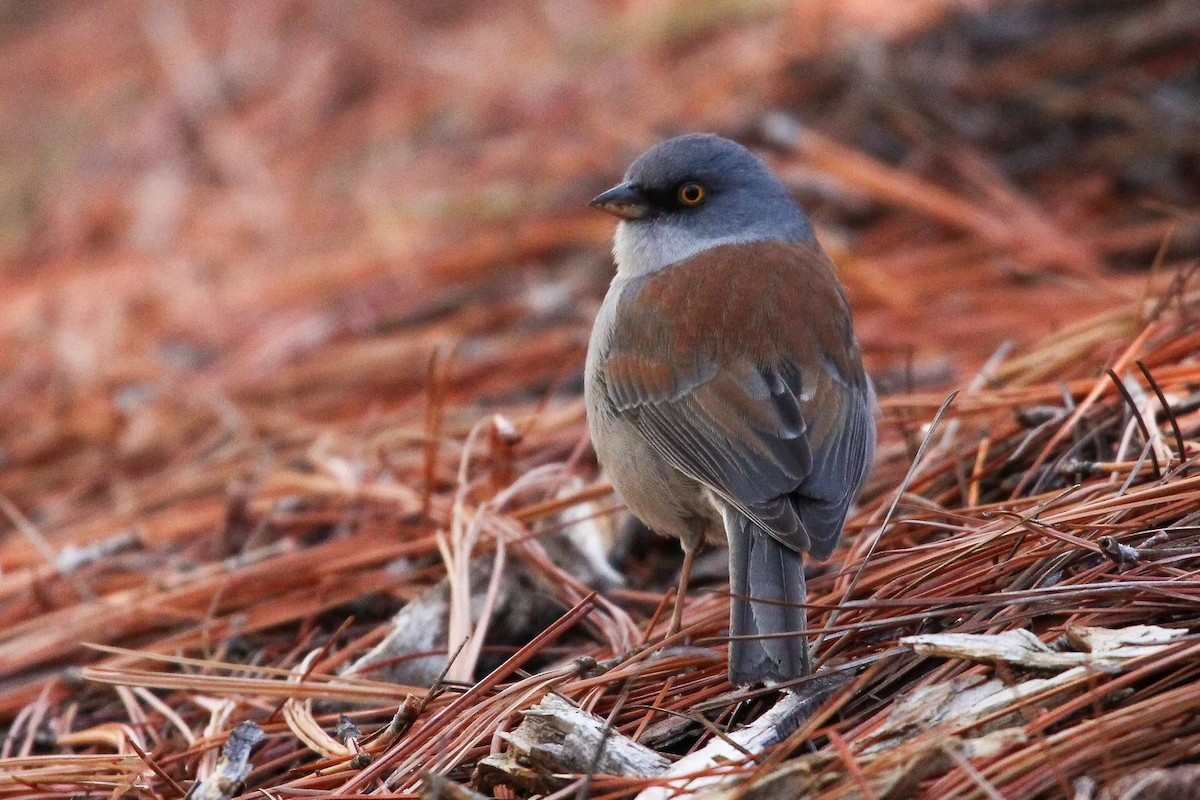 Yellow-eyed Junco (Mexican) - ML612648937