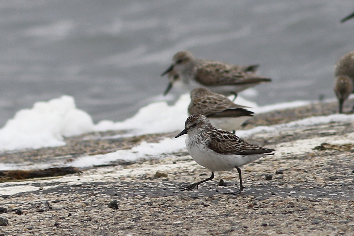 Semipalmated Sandpiper - ML612648945