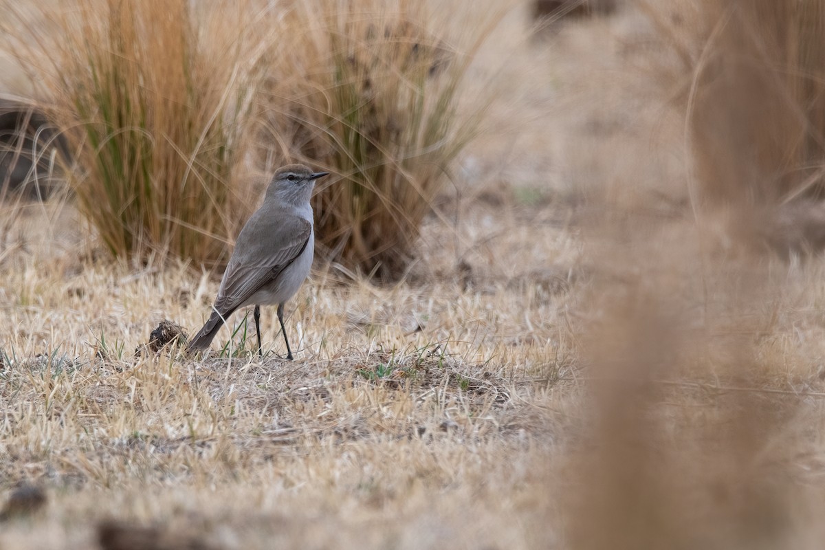 White-browed Ground-Tyrant - Pablo Re