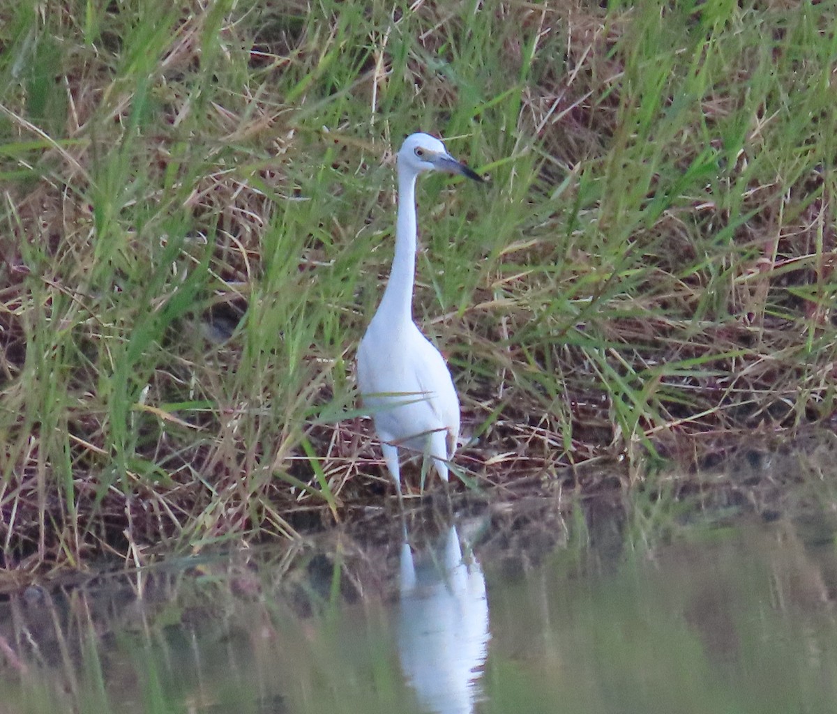 Little Blue Heron - ML612648966