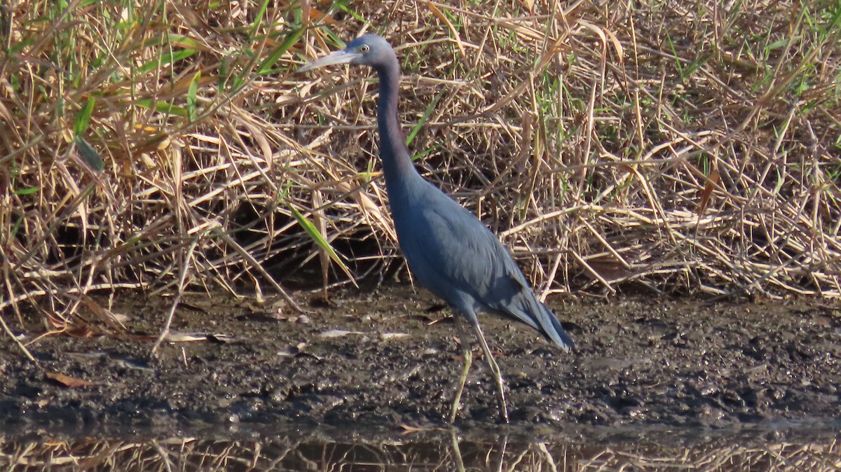 Little Blue Heron - ML612648967