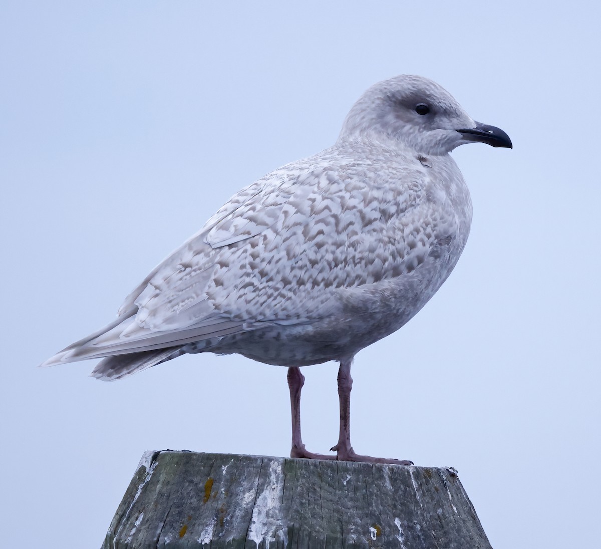 Iceland Gull - ML612649005