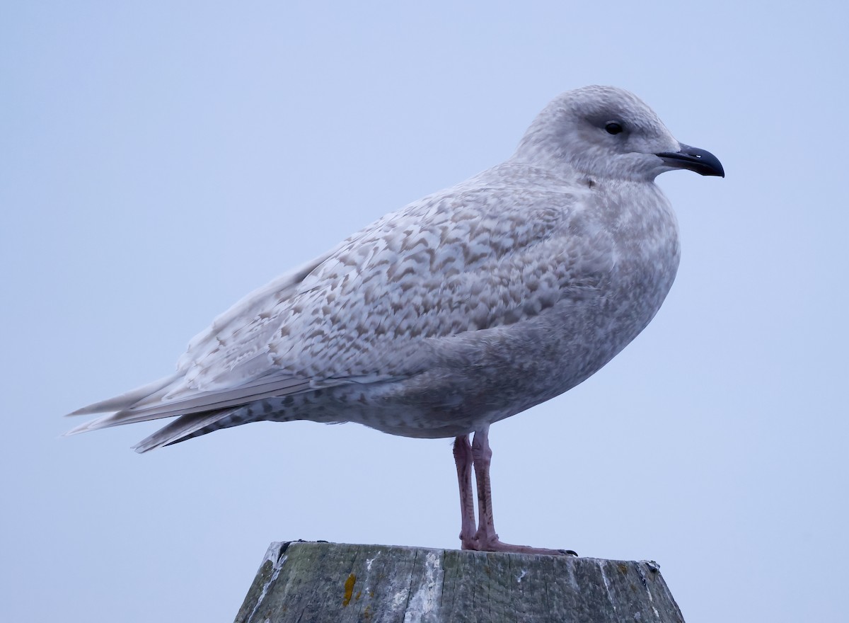 Gaviota Groenlandesa - ML612649007