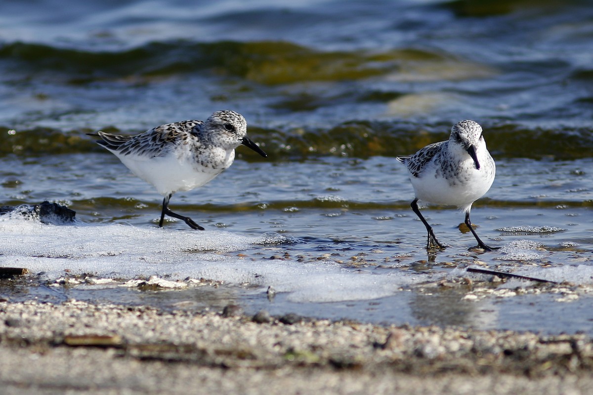 Bécasseau sanderling - ML612649034