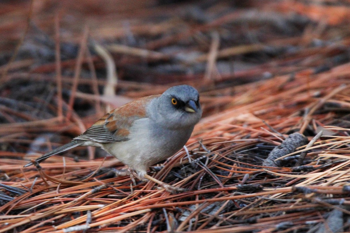 guløyejunko (phaeonotus/palliatus) - ML612649044