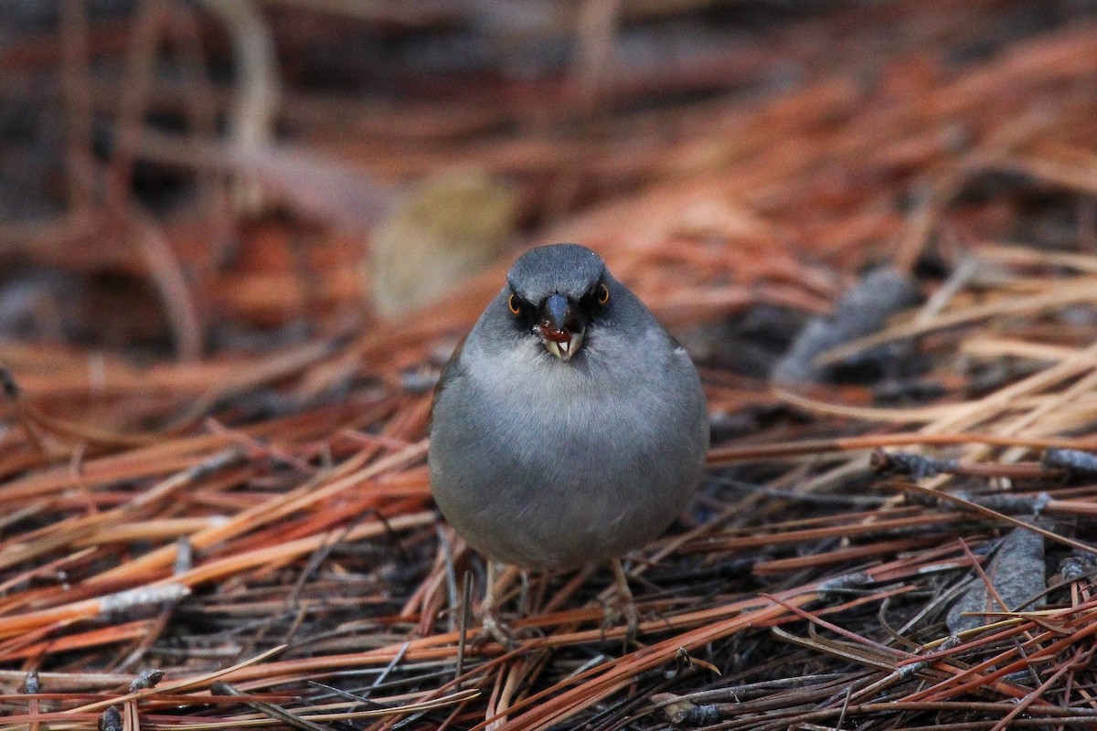 guløyejunko (phaeonotus/palliatus) - ML612649045