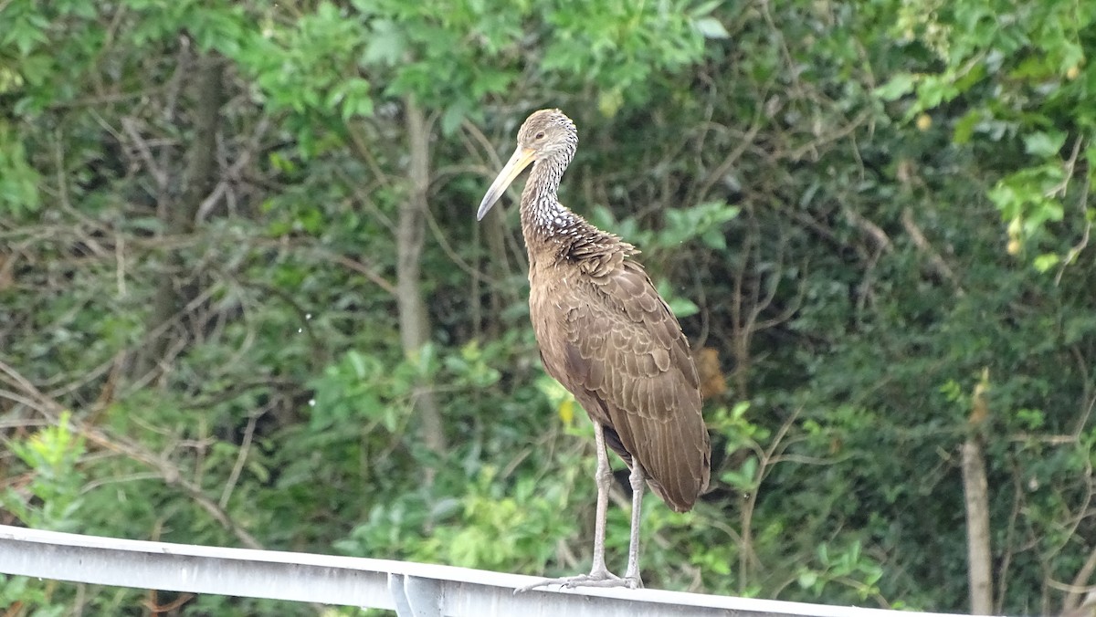 Limpkin - Javier Ubiría