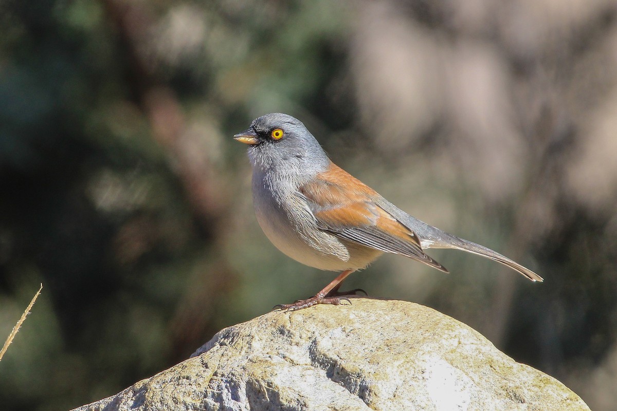 Yellow-eyed Junco (Mexican) - ML612649083