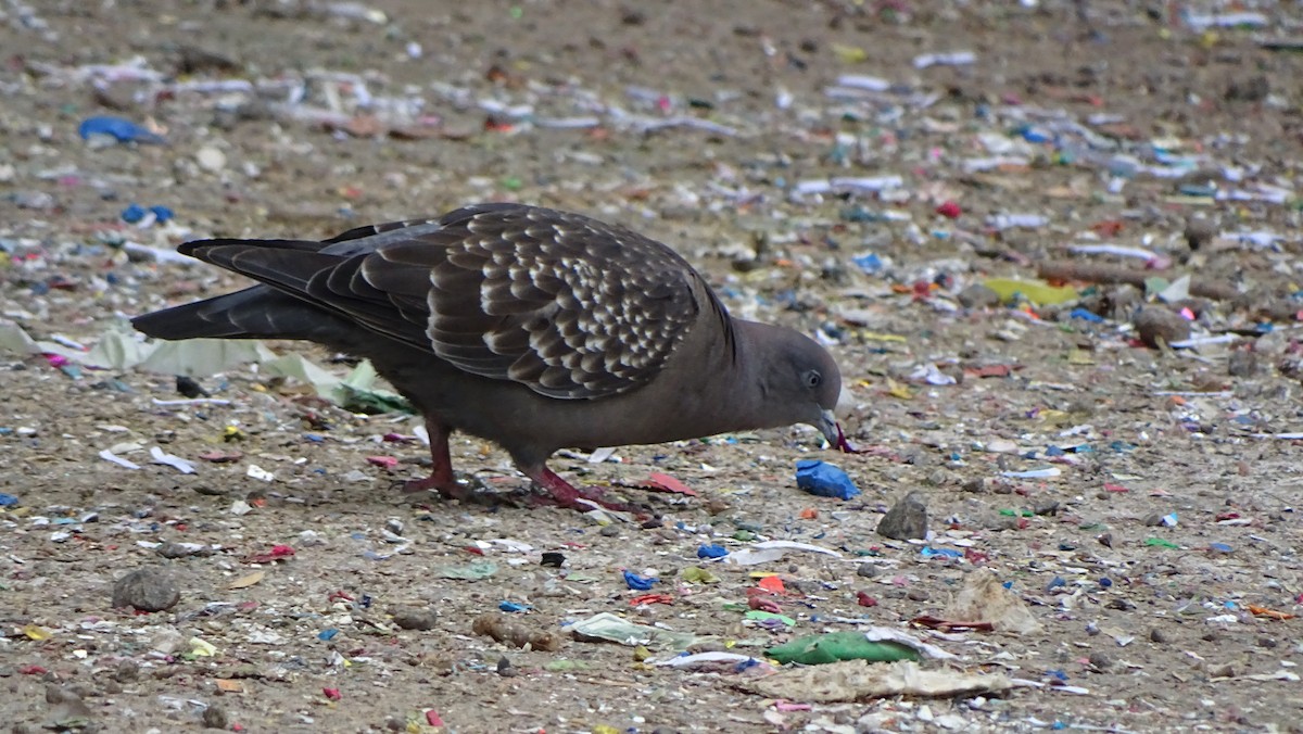 Spot-winged Pigeon - Javier Ubiría