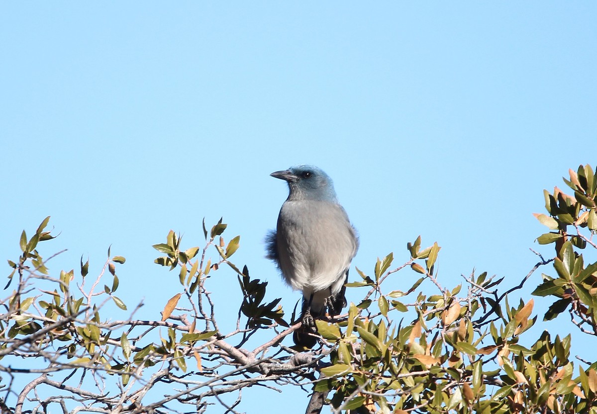 Mexican Jay (Arizona) - ML612649090