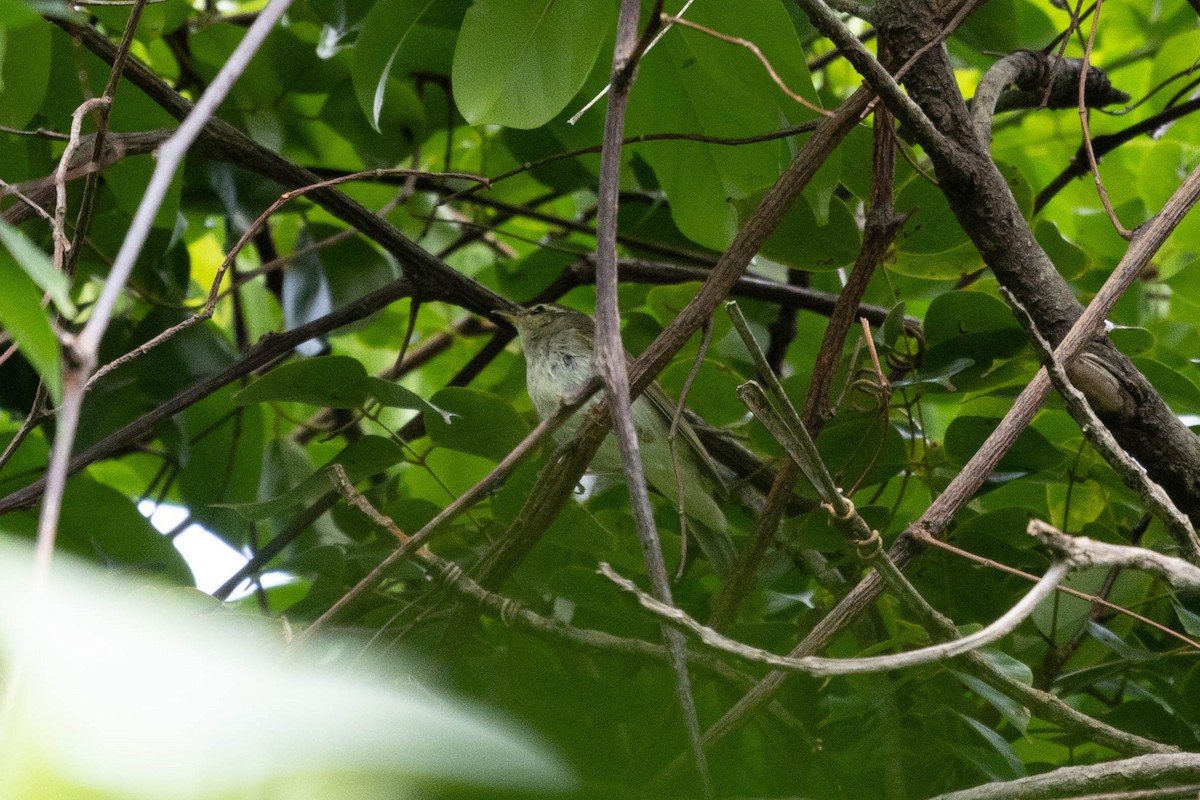 Arctic Warbler - Jun Ying Lim