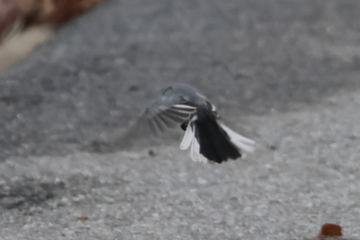 Blue-gray Gnatcatcher - Sam Darmstadt