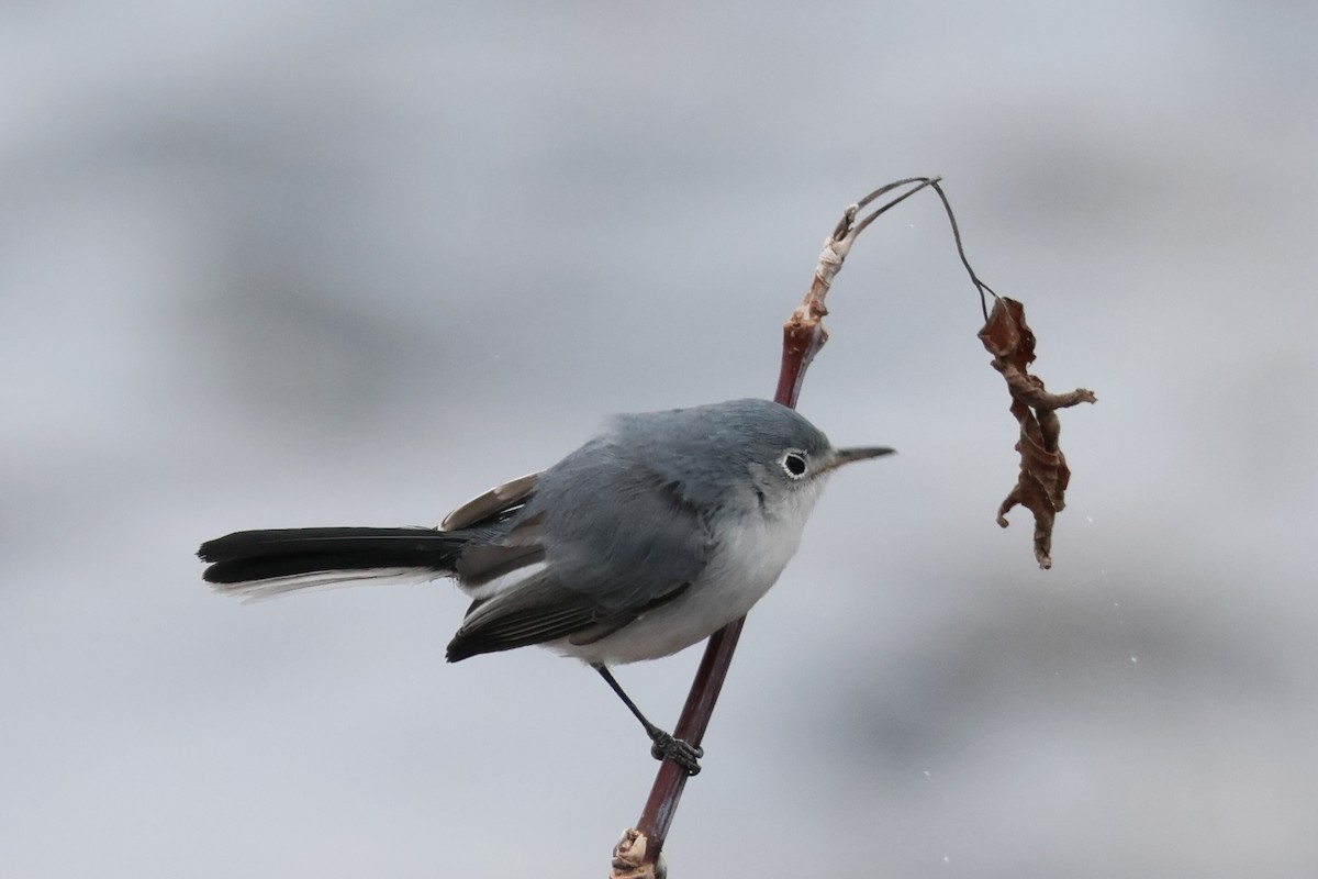 Blue-gray Gnatcatcher - Sam Darmstadt