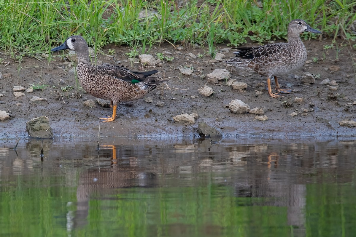 Blue-winged Teal - ML612649193