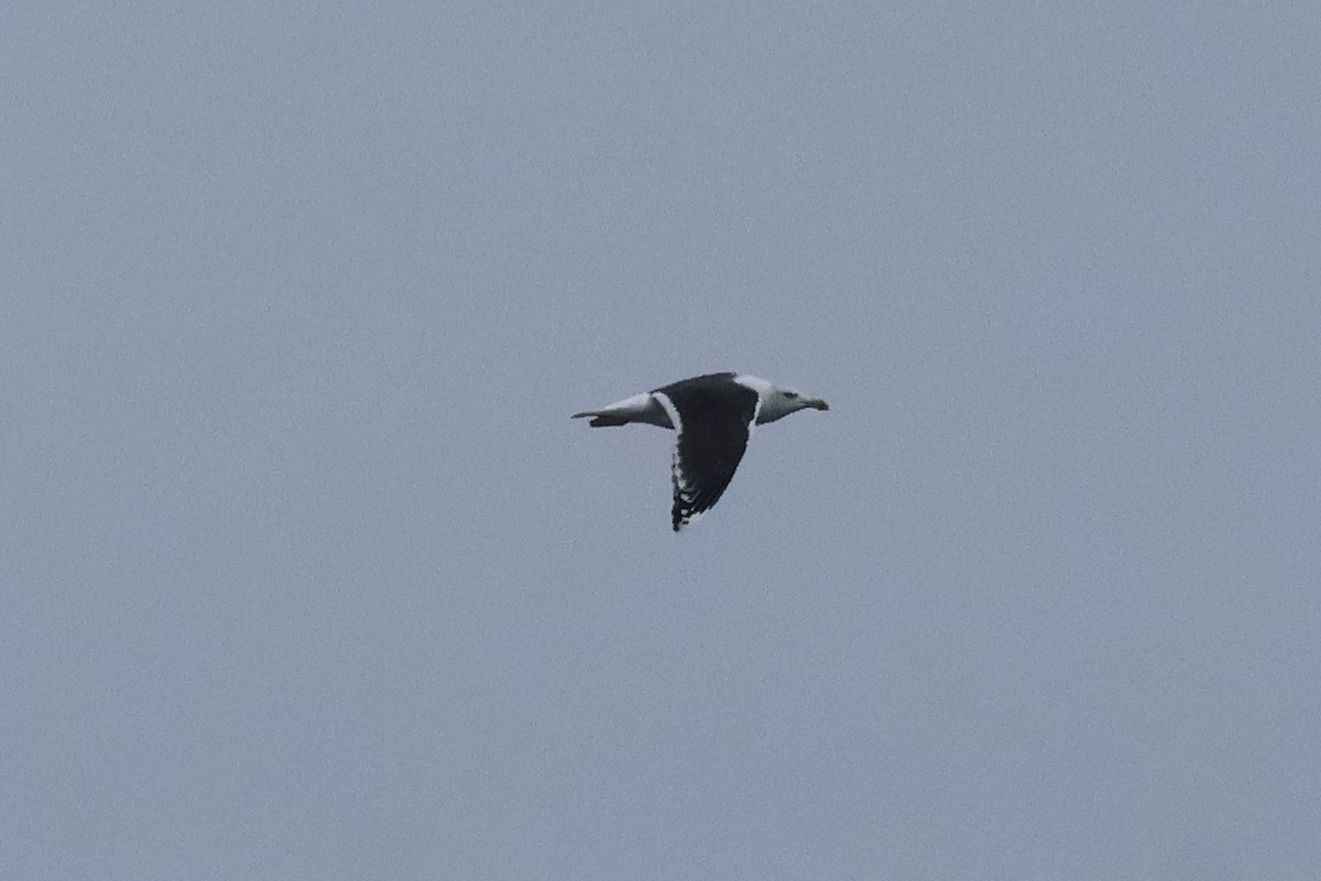 Great Black-backed Gull - Sam Darmstadt