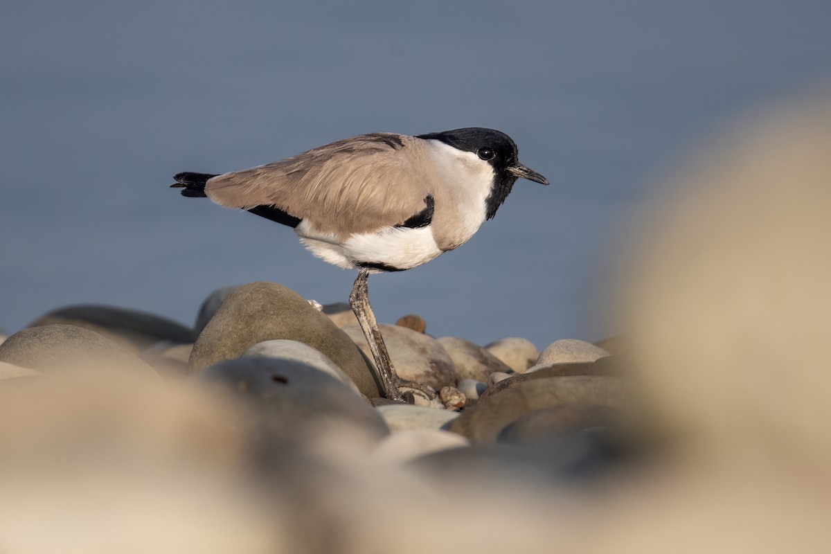 River Lapwing - ML612649218