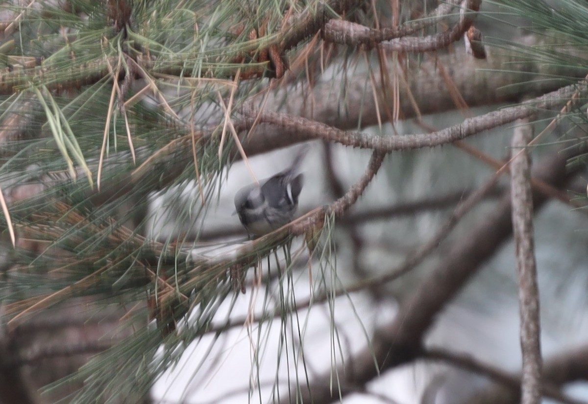 Black-throated Gray Warbler - Scott Pendleton