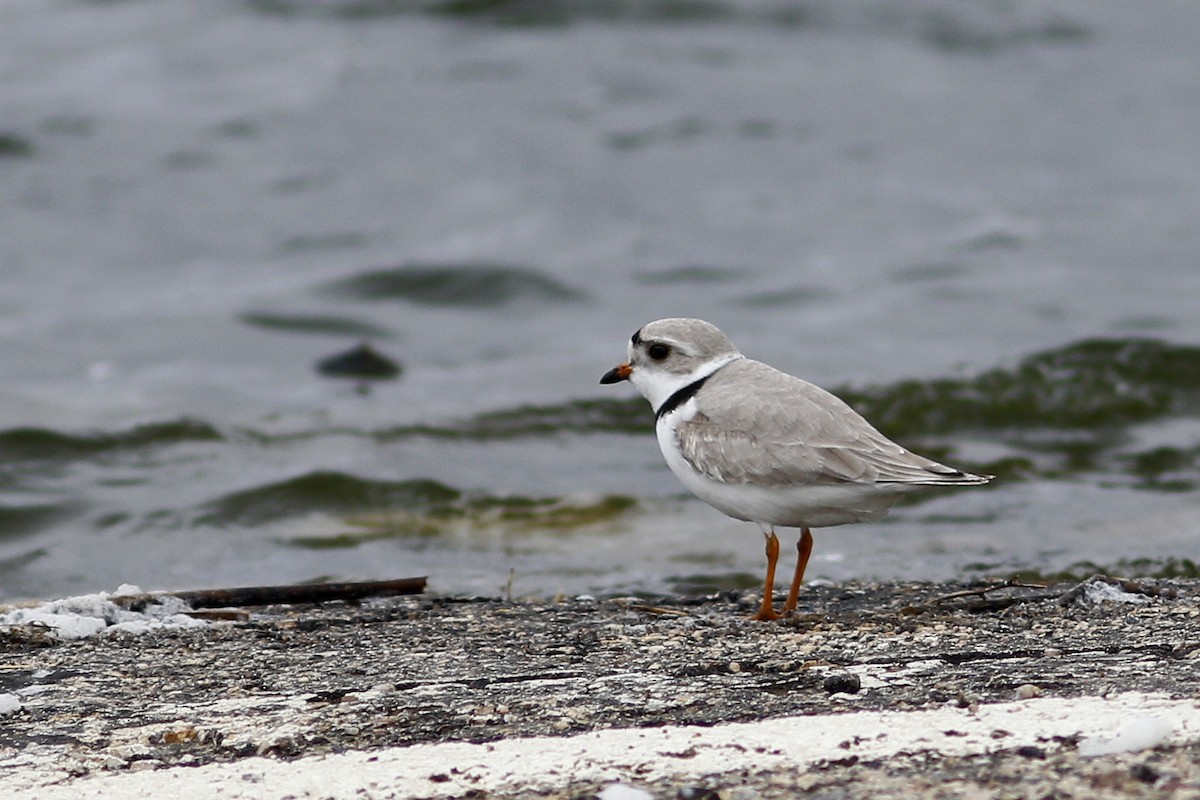 Piping Plover - ML612649268