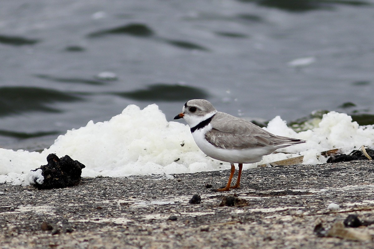 Piping Plover - ML612649269