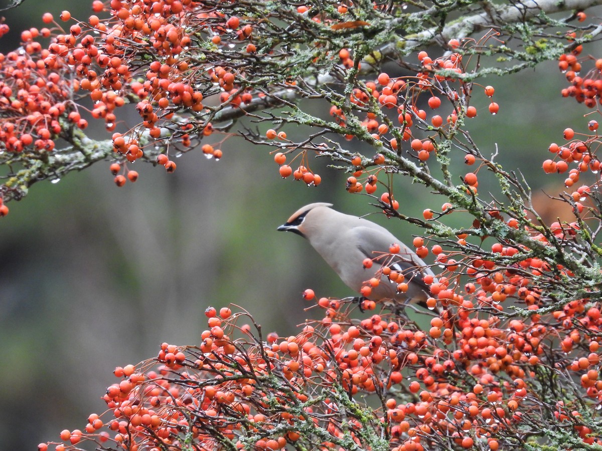 Bohemian Waxwing - Adam Dhalla