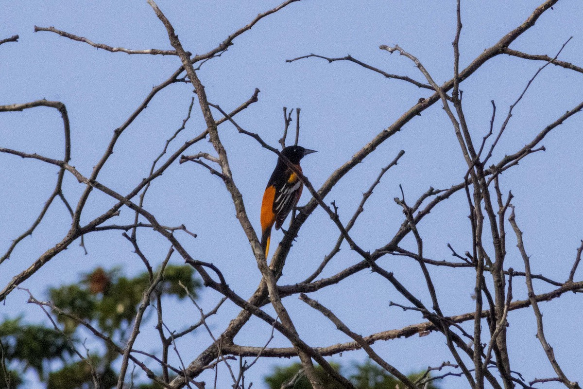 Baltimore Oriole - Gustavo Jiménez