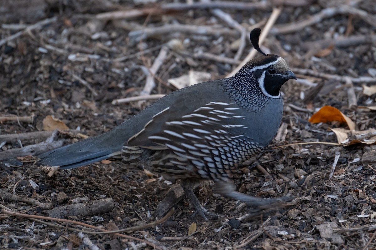 California Quail - ML612649360